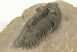 Bargain, Metacanthina Trilobite - Lghaft, Morocco #204078-4